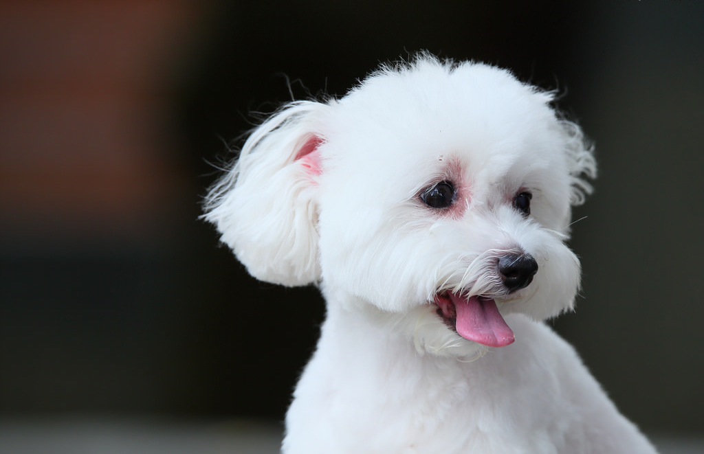 17831622324_c688bcc556_b